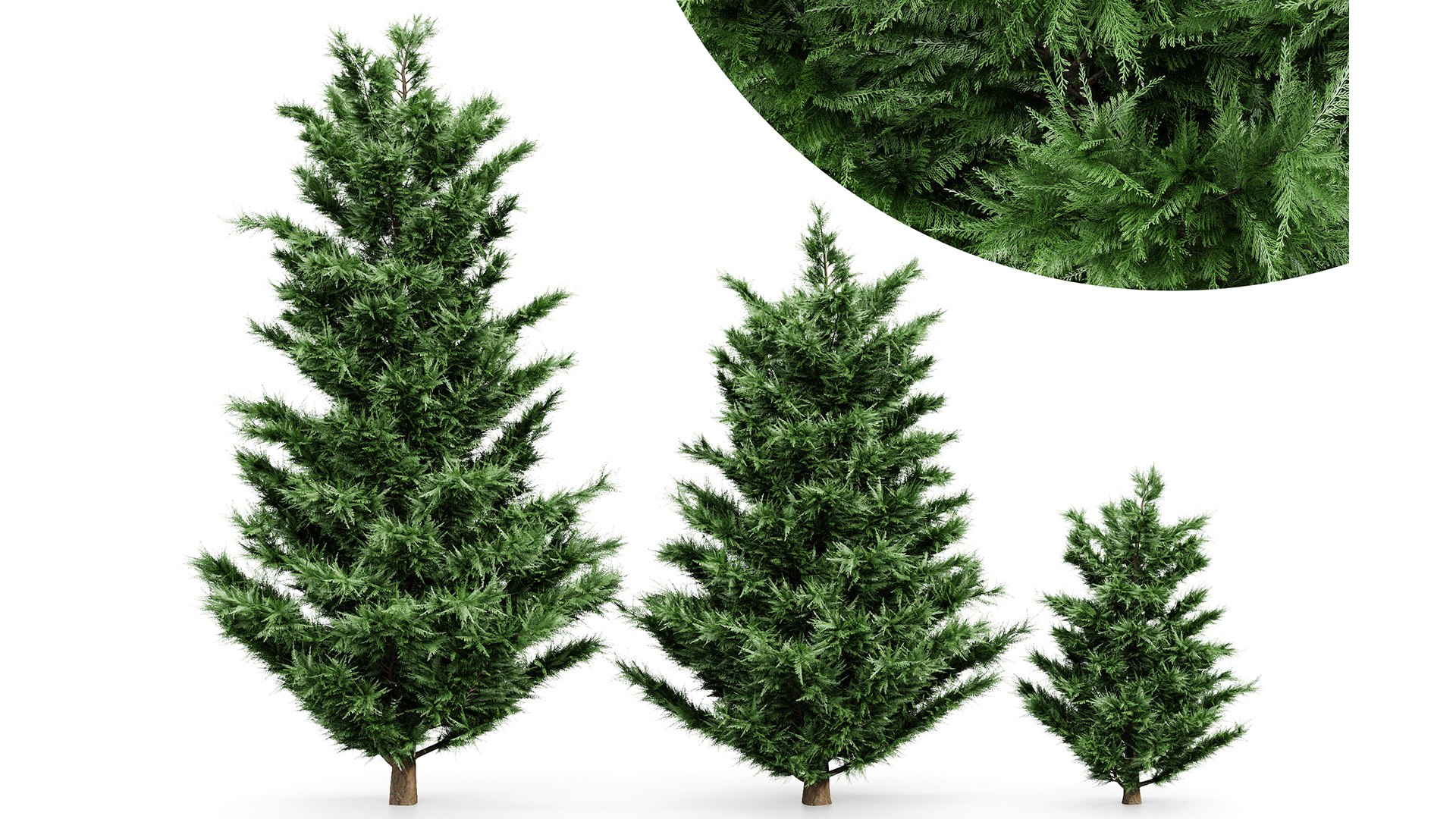 3D model Leyland Cypress Tree Cupressocyparis leylandii https://p.turbosquid.com/ts-thumb/Ze/vfI3hS/YV/z01/png/1719401692/1920x1080/fit_q87/d13a8ab7f24cb24cd683caaf2e1aa860bc2138da/z01.jpg