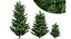 Cipresso di Leyland Cupressocyparis leylandii