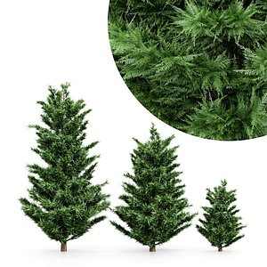 3D model Leyland Cypress Tree Cupressocyparis leylandii