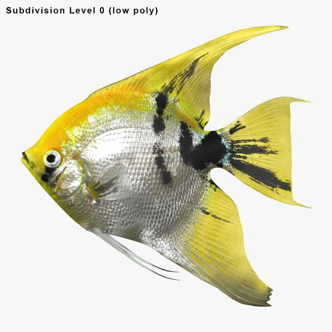 angelfish scanline 3d model https://p.turbosquid.com/ts-thumb/Zf/53z9K4/2Q8X47hG/ryukingoldfish_rr28/jpg/1501478454/1920x1080/fit_q87/af82340882918983bb57a9b0eae1b0113ead1b30/ryukingoldfish_rr28.jpg