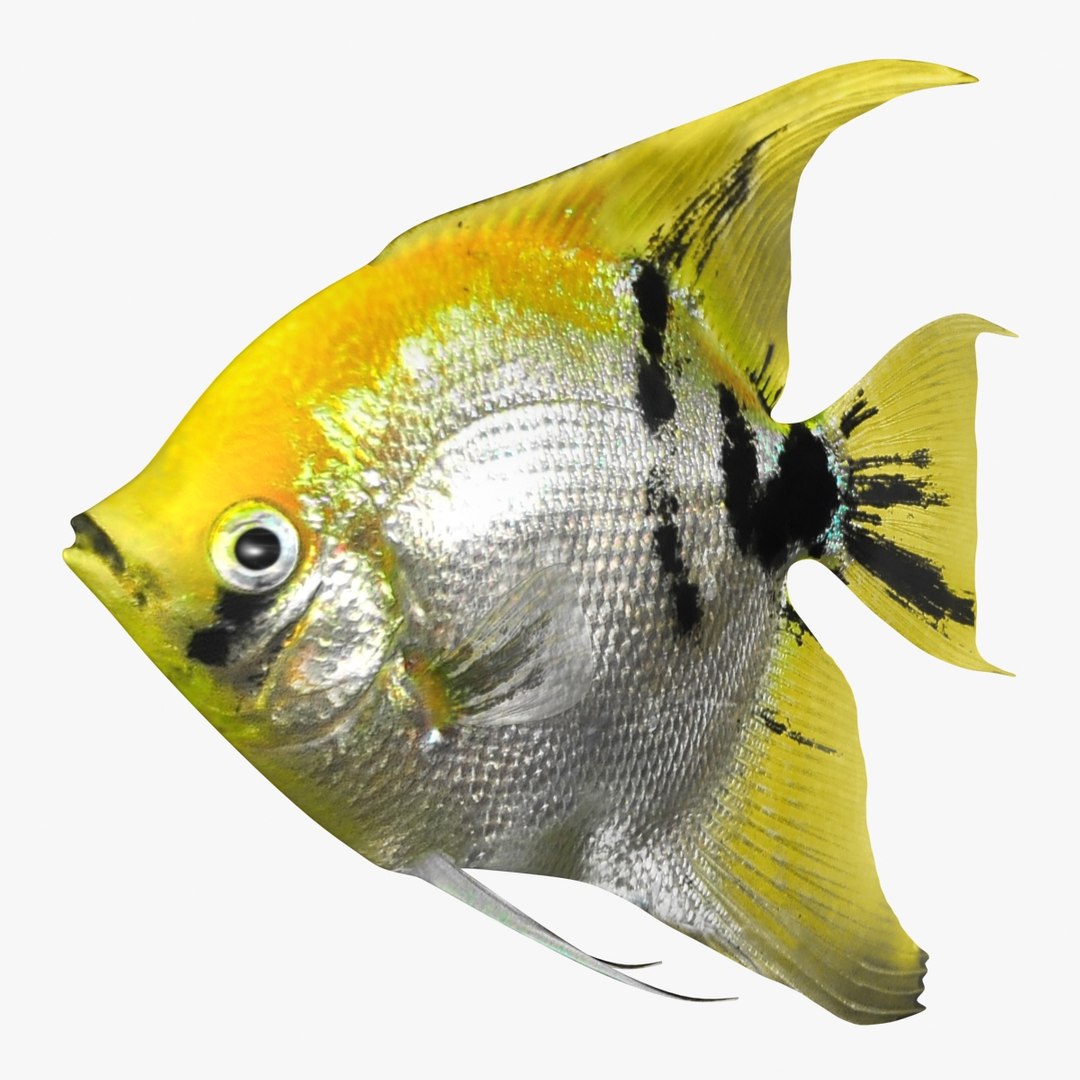 angelfish scanline 3d model https://p.turbosquid.com/ts-thumb/Zf/53z9K4/99inRFou/ryukingoldfish_rr11a/jpg/1501478454/1920x1080/fit_q87/1cb390a9e3e4b5e961b947ab44c0a70e74a706e6/ryukingoldfish_rr11a.jpg