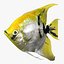 Angelfish