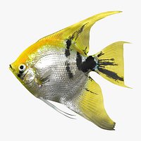 Angelfish