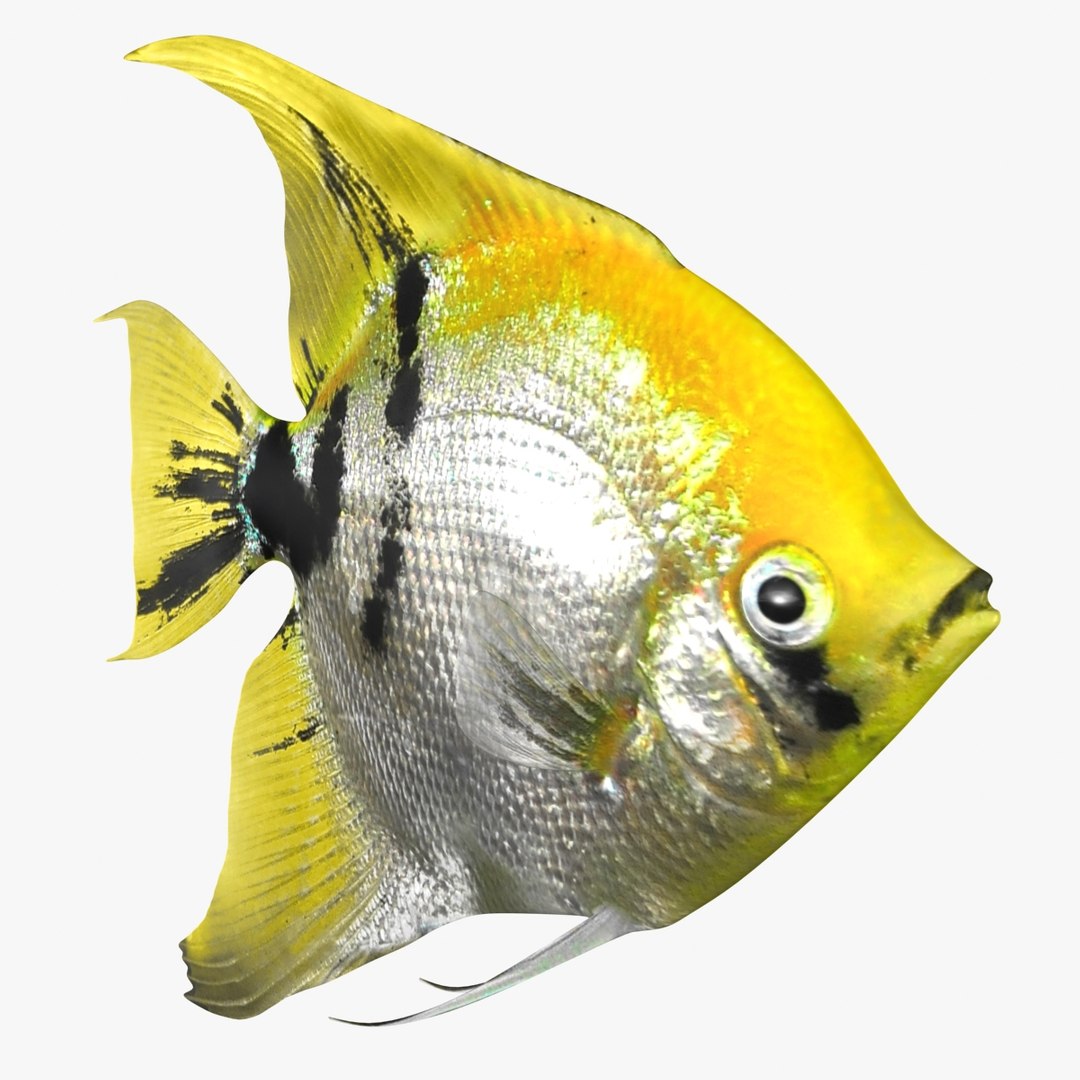 angelfish scanline 3d model https://p.turbosquid.com/ts-thumb/Zf/53z9K4/FCuITQen/ryukingoldfish_rr05/jpg/1501478454/1920x1080/fit_q87/25fe1ba655599f9b74f6babaef50d6881306ee08/ryukingoldfish_rr05.jpg