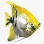 Angelfish
