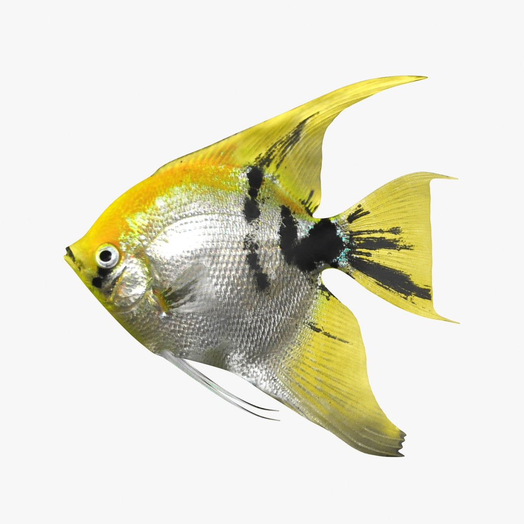 angelfish scanline 3d model https://p.turbosquid.com/ts-thumb/Zf/53z9K4/HxkyPyFx/angelfish_diffusemap/jpg/1501478454/1920x1080/turn_fit_q99/8bf4c5db325a20e715bb725717214467488808d5/angelfish_diffusemap-1.jpg