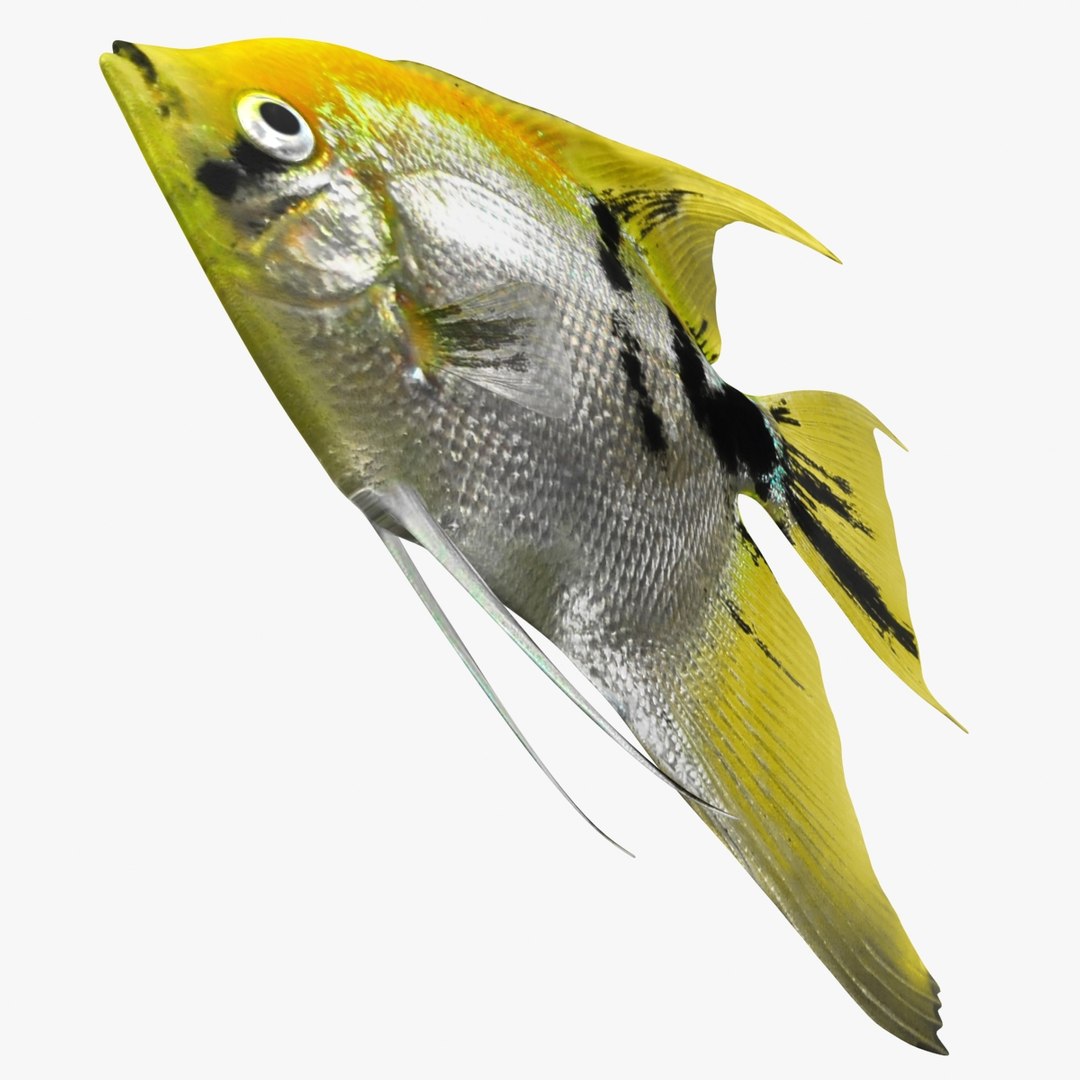 angelfish scanline 3d model https://p.turbosquid.com/ts-thumb/Zf/53z9K4/OFCmxCUY/ryukingoldfish_rr03a/jpg/1501478454/1920x1080/fit_q87/d218785396ea56ab629386b73b4f1781e5f2fe4e/ryukingoldfish_rr03a.jpg
