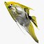 Angelfish