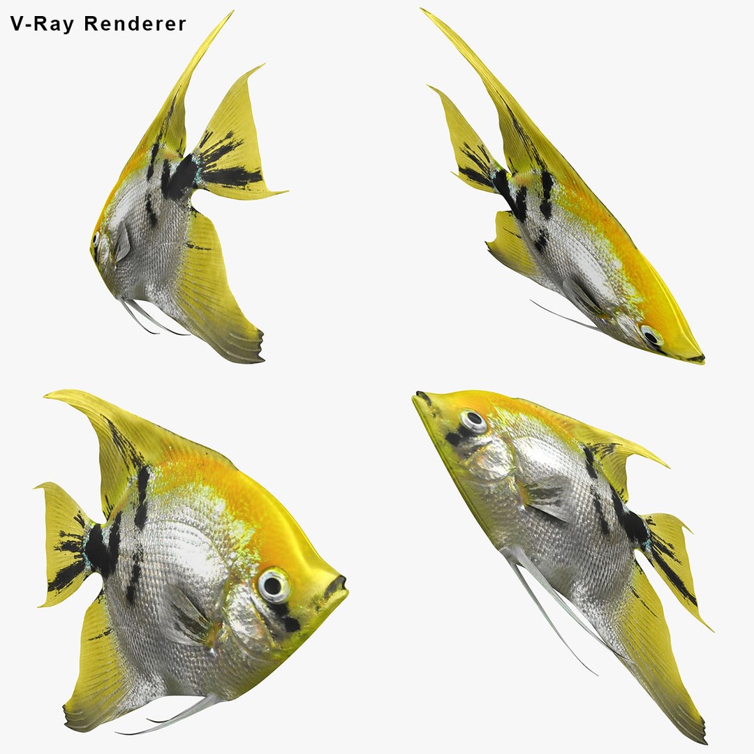 angelfish scanline 3d model https://p.turbosquid.com/ts-thumb/Zf/53z9K4/PGKpvOyE/ryukingoldfish_rr00/jpg/1501756068/1920x1080/fit_q87/f11105adf9b23841f1e0d0e7ed85e46c4ee551b2/ryukingoldfish_rr00.jpg