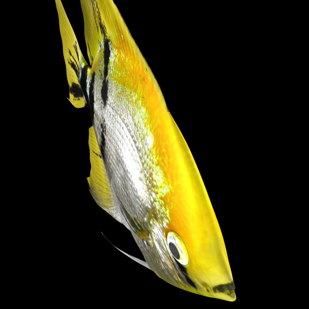 angelfish scanline 3d model https://p.turbosquid.com/ts-thumb/Zf/53z9K4/PwG85an1/ryukingoldfish_rr13/jpg/1501478454/1920x1080/fit_q87/5e125361cc6c96a673edd85131d41c4ddae9d492/ryukingoldfish_rr13.jpg