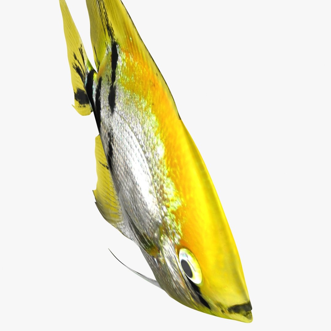 angelfish scanline 3d model https://p.turbosquid.com/ts-thumb/Zf/53z9K4/QRagAcMX/ryukingoldfish_rr13/jpg/1501478454/1920x1080/fit_q87/0c25d3f42e87b8eb1f53c0f00ca10f8045fbb32f/ryukingoldfish_rr13.jpg