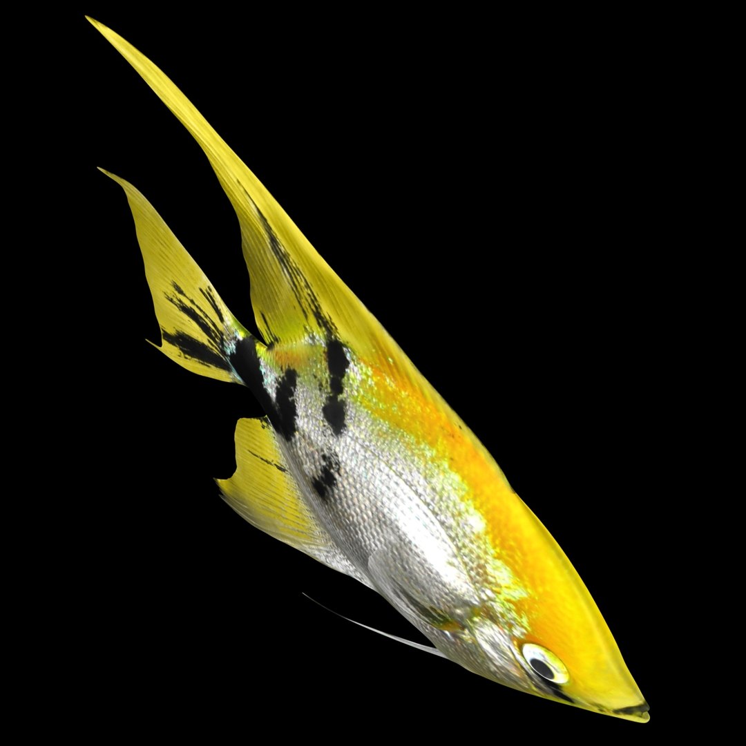 angelfish scanline 3d model https://p.turbosquid.com/ts-thumb/Zf/53z9K4/SG6cXVRL/ryukingoldfish_rr03/jpg/1501478454/1920x1080/fit_q87/77097af608dcfb5d5a475adf53e480c1f50cd8c5/ryukingoldfish_rr03.jpg