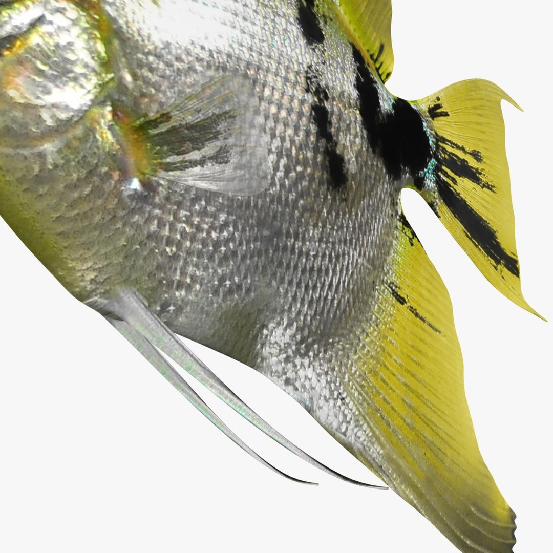 angelfish scanline 3d model https://p.turbosquid.com/ts-thumb/Zf/53z9K4/TPU2lExS/ryukingoldfish_rr17/jpg/1501478454/1920x1080/fit_q87/649e9e2126dbf3ada1a32175ffb5c3405b5b6316/ryukingoldfish_rr17.jpg