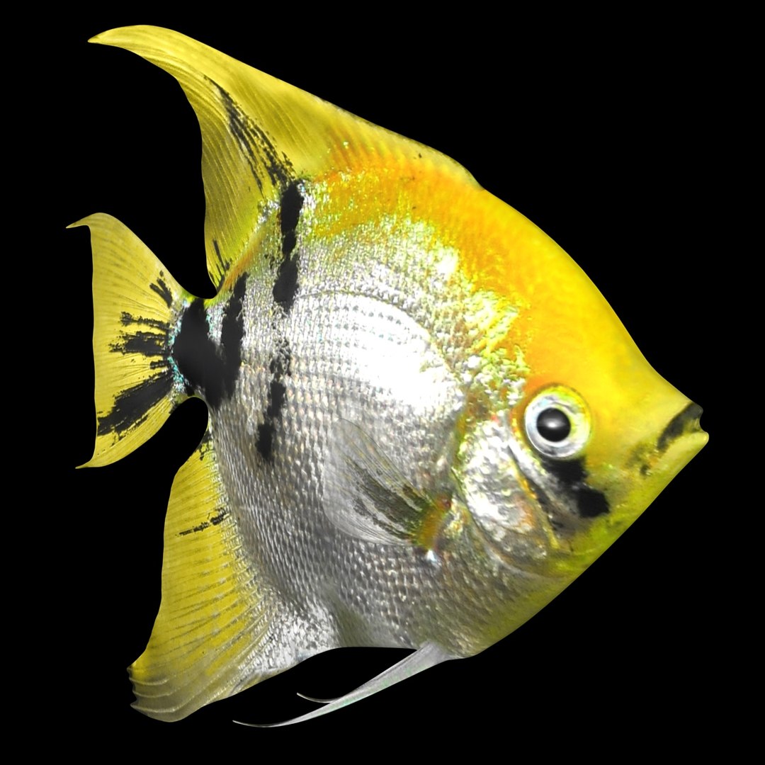 angelfish scanline 3d model https://p.turbosquid.com/ts-thumb/Zf/53z9K4/WZqKundp/ryukingoldfish_rr05/jpg/1501478454/1920x1080/fit_q87/b776d9c8d617b64869a62f92447d53c7ec2f16e6/ryukingoldfish_rr05.jpg