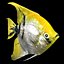 Angelfish