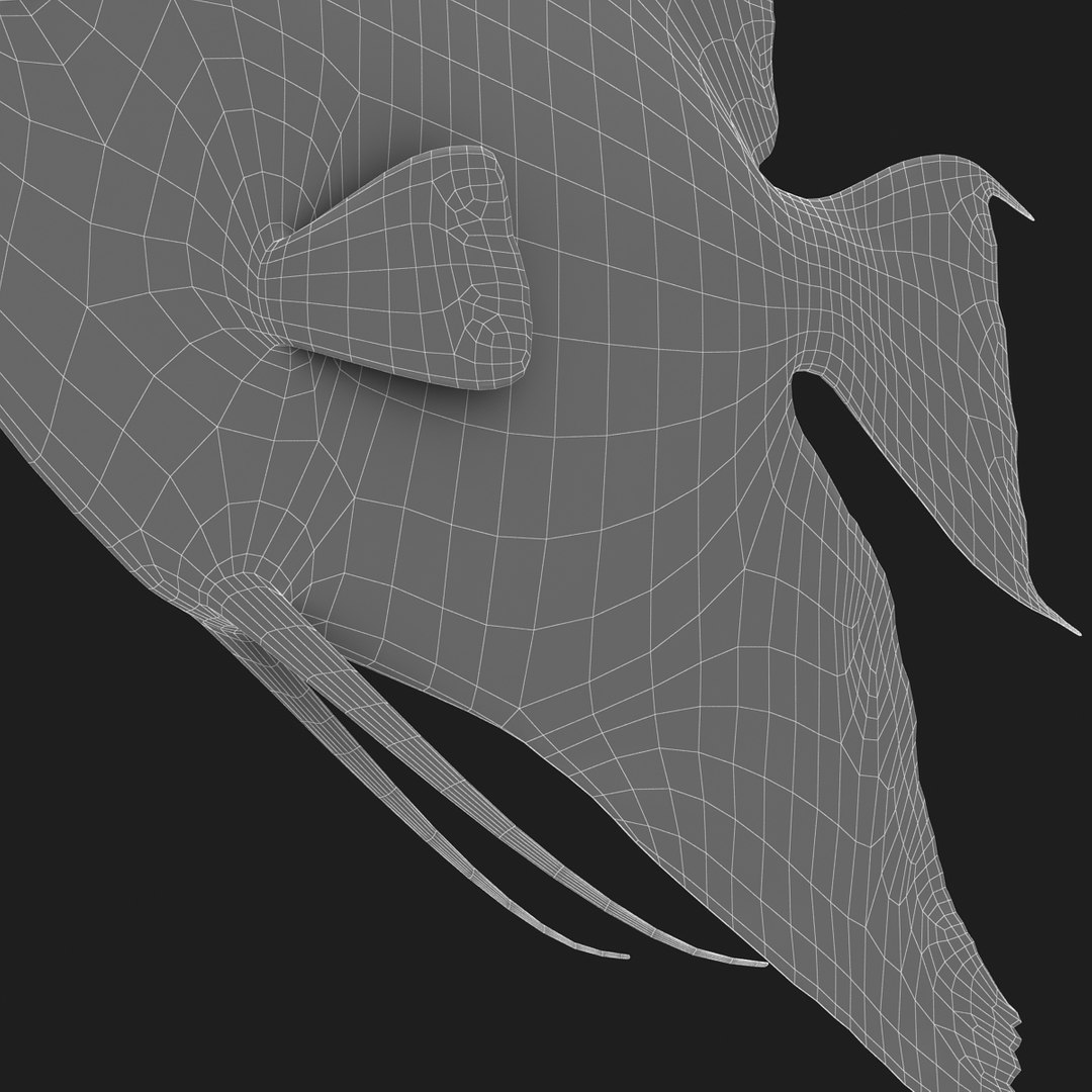 angelfish scanline 3d model https://p.turbosquid.com/ts-thumb/Zf/53z9K4/WbGMjgf8/ryukingoldfish_rr19/jpg/1501478454/1920x1080/fit_q87/33f16a2dba8082ee2b58fe20f57f22c4709b47c0/ryukingoldfish_rr19.jpg
