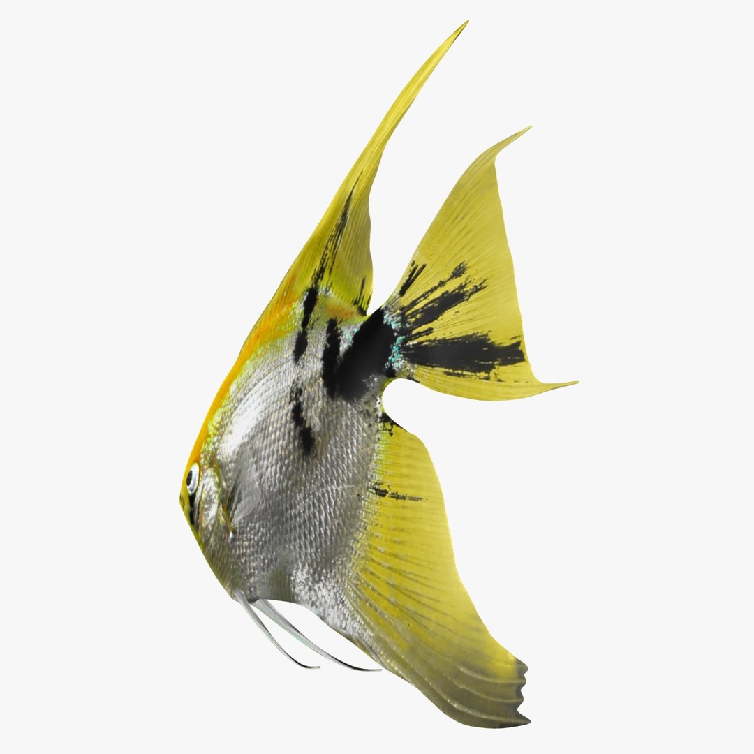 angelfish scanline 3d model https://p.turbosquid.com/ts-thumb/Zf/53z9K4/WqQ6lNmK/ryukingoldfish_rr06/jpg/1501478454/1920x1080/fit_q87/469c207521e1a17ecdba790118b5b0492f8cb7b9/ryukingoldfish_rr06.jpg