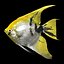 Angelfish
