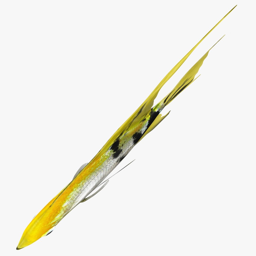 angelfish scanline 3d model https://p.turbosquid.com/ts-thumb/Zf/53z9K4/hJ2tHB66/ryukingoldfish_rr12/jpg/1501478454/1920x1080/fit_q87/60272e4a55b65cad7818d65e2d277231ca85b120/ryukingoldfish_rr12.jpg