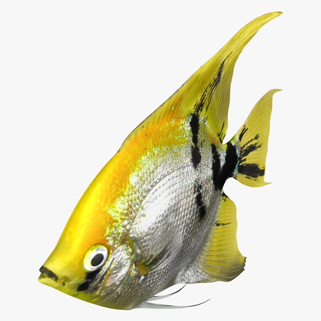 angelfish scanline 3d model https://p.turbosquid.com/ts-thumb/Zf/53z9K4/iFD8HX5S/ryukingoldfish_rr15/jpg/1501478454/1920x1080/fit_q87/080ee230a4ec8a6c8740782c1543e77d53408bef/ryukingoldfish_rr15.jpg