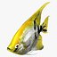 Angelfish