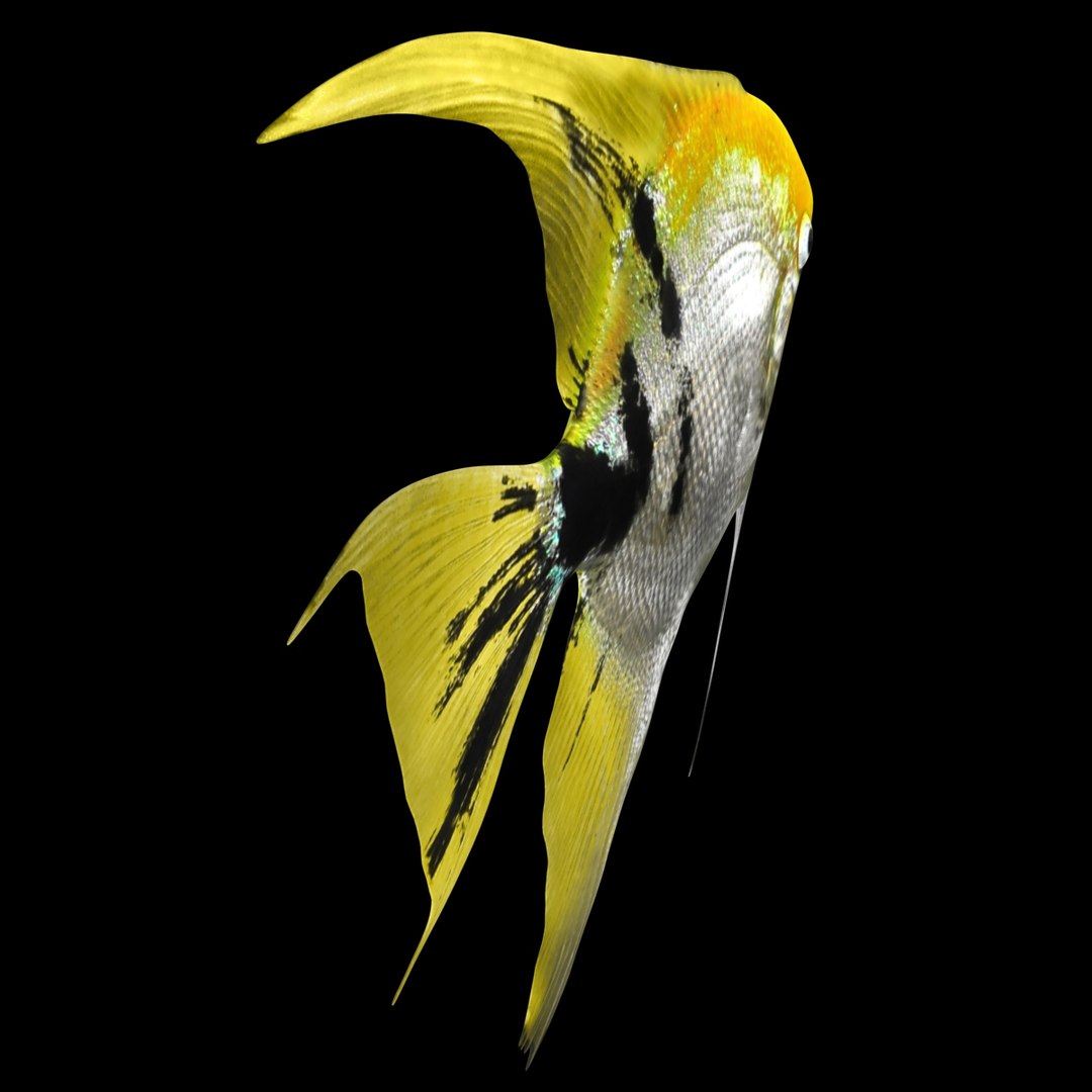 angelfish scanline 3d model https://p.turbosquid.com/ts-thumb/Zf/53z9K4/iUeESjXb/ryukingoldfish_rr11/jpg/1501478454/1920x1080/fit_q87/becd7e963e93ae3ccfcbc622c416393be4354488/ryukingoldfish_rr11.jpg