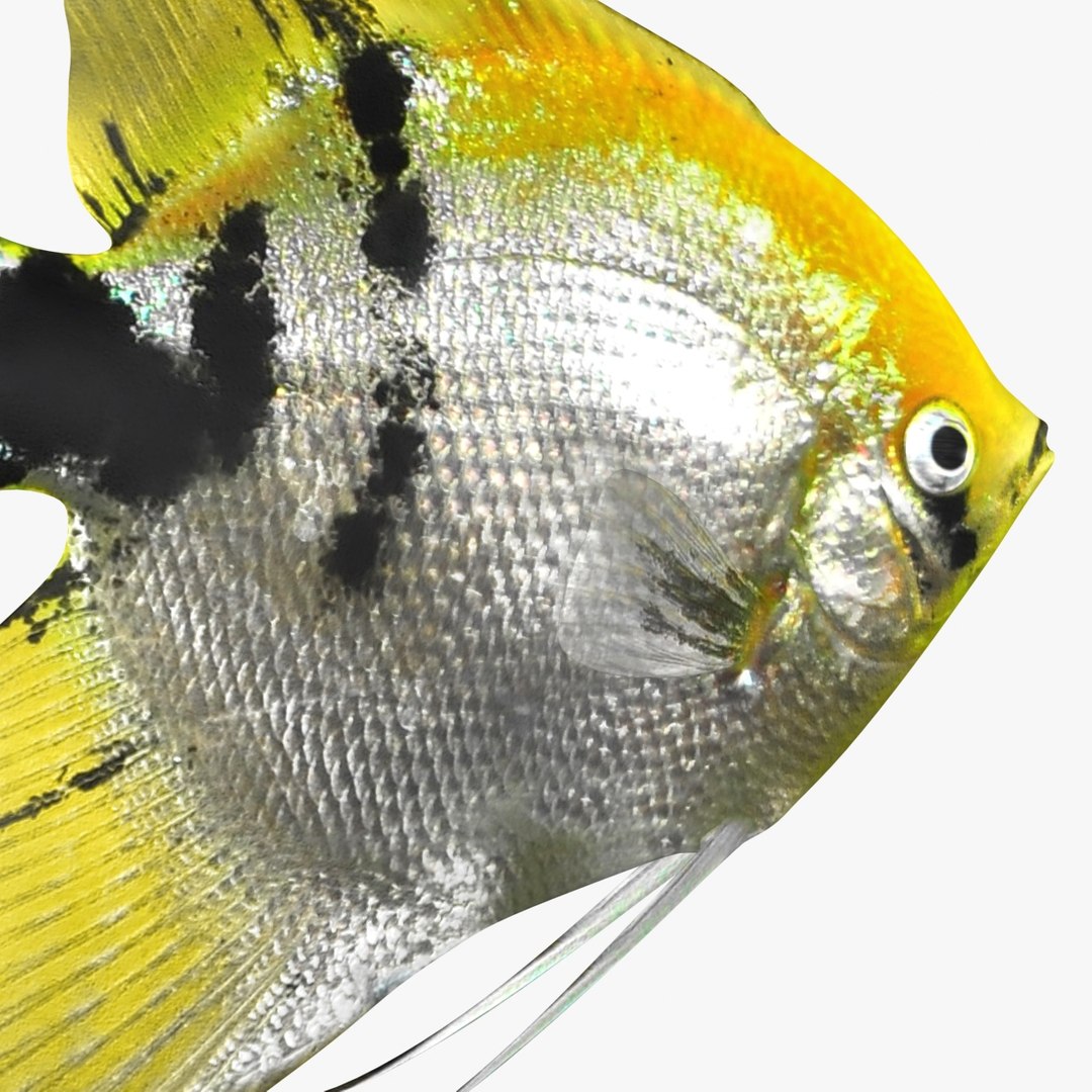 angelfish scanline 3d model https://p.turbosquid.com/ts-thumb/Zf/53z9K4/l4VlaRLT/ryukingoldfish_rr07/jpg/1501478454/1920x1080/fit_q87/fdcb943210193351233fecaec9eb51b05637139d/ryukingoldfish_rr07.jpg