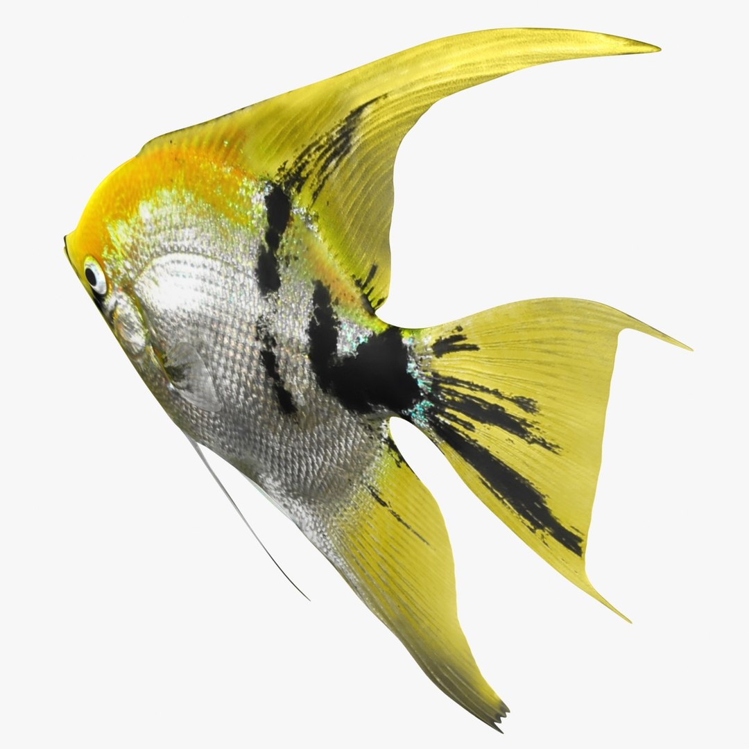 angelfish scanline 3d model https://p.turbosquid.com/ts-thumb/Zf/53z9K4/mUN1eqfl/ryukingoldfish_rr14/jpg/1501478454/1920x1080/fit_q87/5e2e327fffc1e73d8d2d24d7c47b3305832f1a01/ryukingoldfish_rr14.jpg
