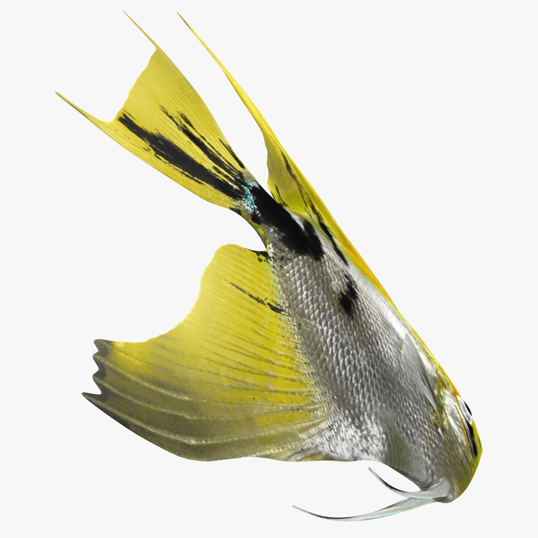 angelfish scanline 3d model https://p.turbosquid.com/ts-thumb/Zf/53z9K4/szocvwMZ/ryukingoldfish_rr16/jpg/1501478454/1920x1080/fit_q87/f5fa9e9b5a2a67f7abf87856a5e21d917eed1d02/ryukingoldfish_rr16.jpg