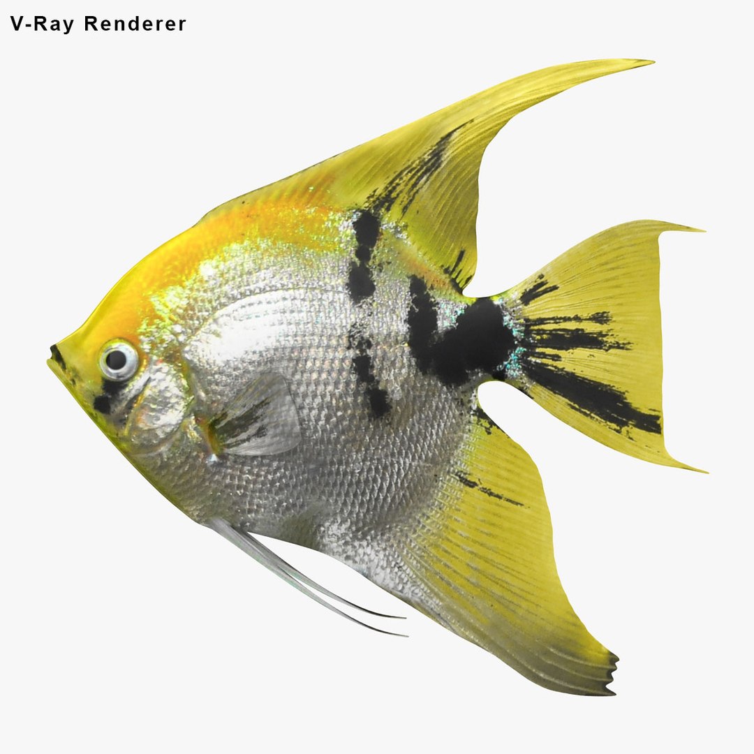angelfish scanline 3d model https://p.turbosquid.com/ts-thumb/Zf/53z9K4/tKhoabQN/ryukingoldfish_rr00/jpg/1501756068/1920x1080/fit_q87/2fc6a751c48c7542153916a420df4a0b24c1e7d4/ryukingoldfish_rr00.jpg