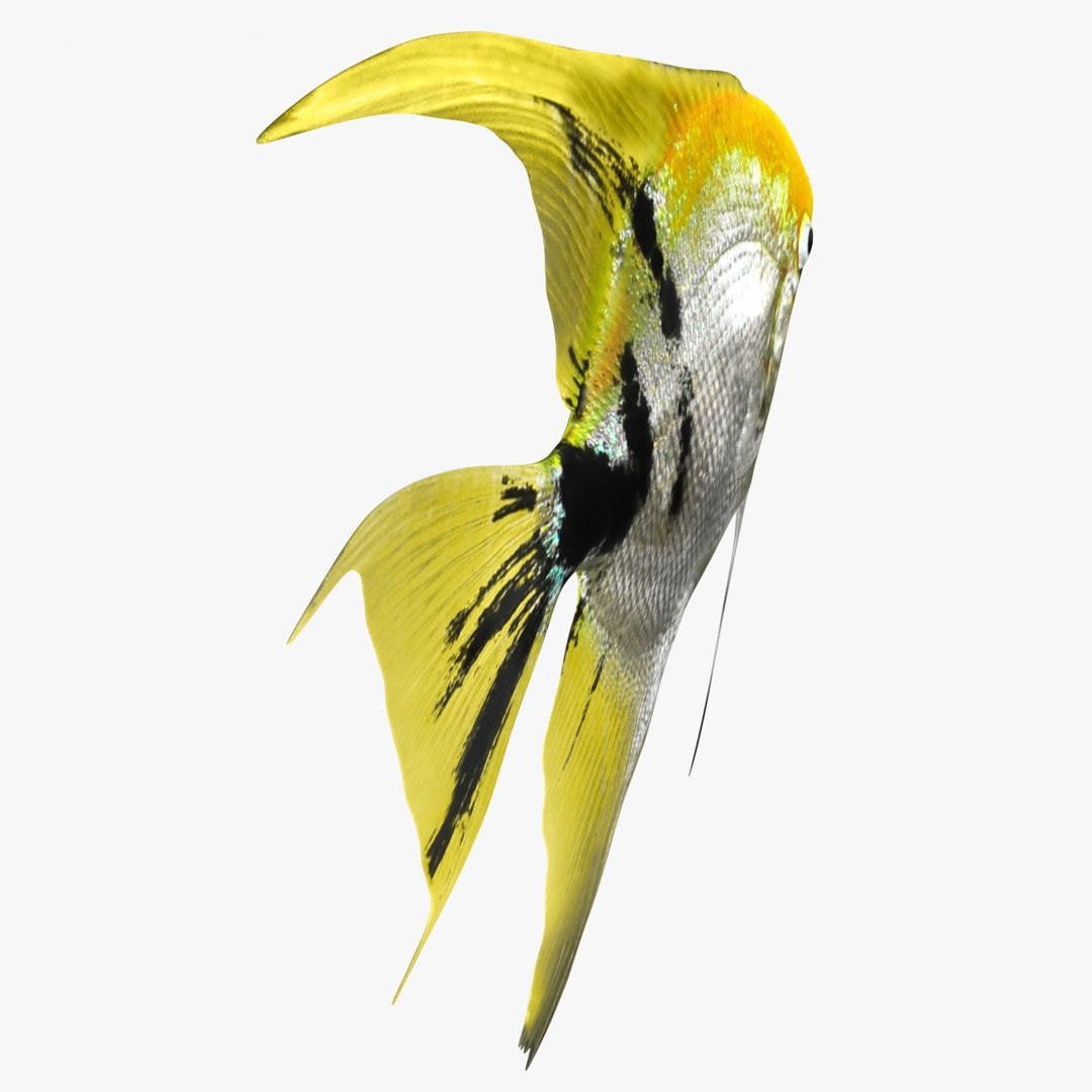 angelfish scanline 3d model https://p.turbosquid.com/ts-thumb/Zf/53z9K4/ur51c48c/ryukingoldfish_rr07a/jpg/1501478454/1920x1080/fit_q87/181518150ee1dab2f8bf3d188fa6c5dc0acd1936/ryukingoldfish_rr07a.jpg