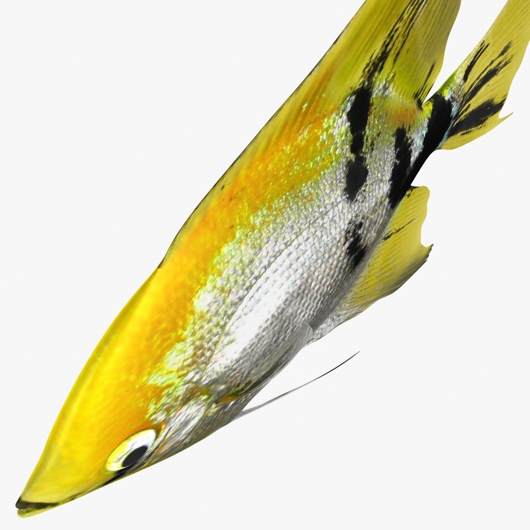angelfish scanline 3d model https://p.turbosquid.com/ts-thumb/Zf/53z9K4/wbkYrJqa/ryukingoldfish_rr07/jpg/1501478454/1920x1080/fit_q87/782e806b6b7268507efa73e83333fe1760f58840/ryukingoldfish_rr07.jpg