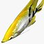 Angelfish