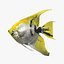 Angelfish