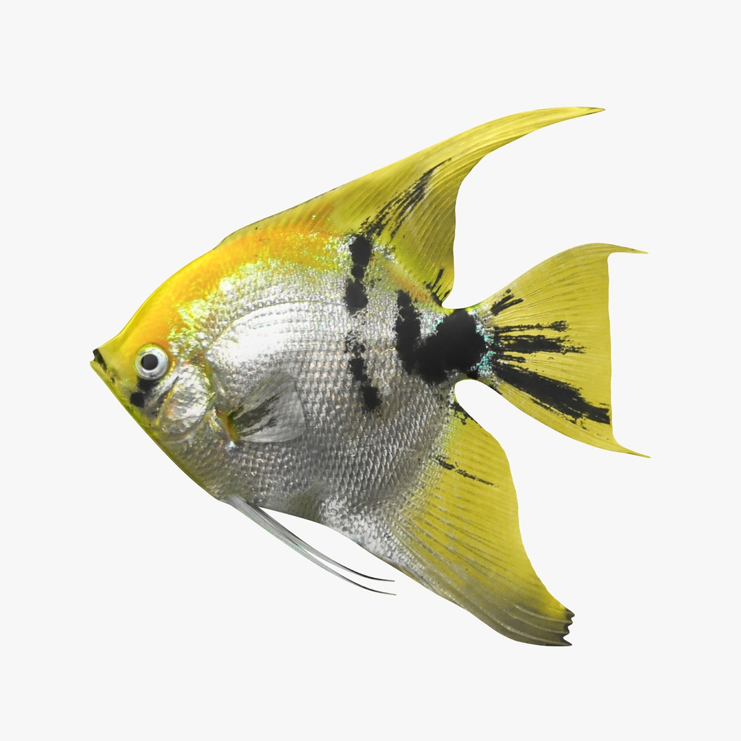 angelfish scanline 3d model https://p.turbosquid.com/ts-thumb/Zf/53z9K4/xiOZZgOJ/angelfish_diffusemap/jpg/1501756106/1920x1080/turn_fit_q99/284f00c0afb6f878e8ddcc20d0fbff8ec845fbcd/angelfish_diffusemap-1.jpg