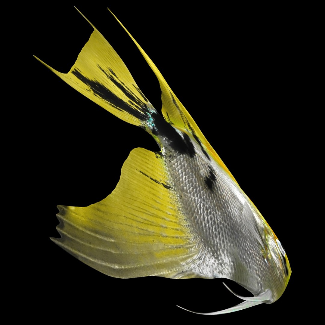 angelfish scanline 3d model https://p.turbosquid.com/ts-thumb/Zf/53z9K4/zfktqIDI/ryukingoldfish_rr16/jpg/1501478454/1920x1080/fit_q87/607e2d46775669055e3f7d205e4280204fe74b71/ryukingoldfish_rr16.jpg