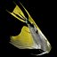 Angelfish