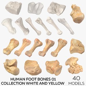 Human Foot Bones 01 Collection White and Yellow - 40 models model