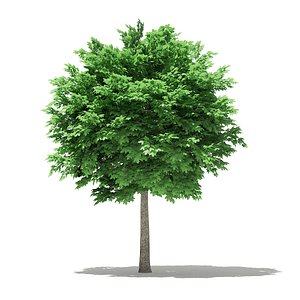 Norway Maple (Acer platanoides) 5.3m