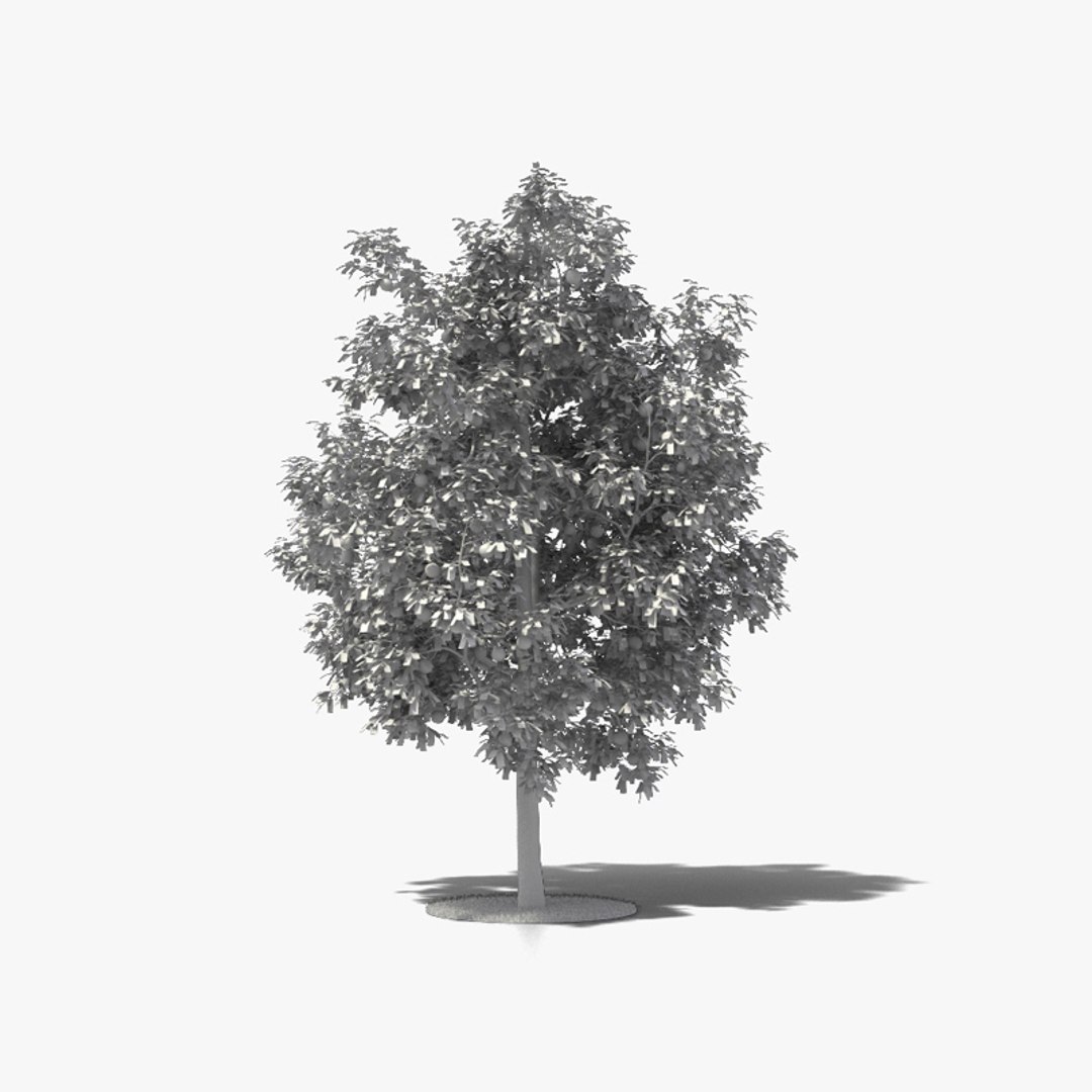 Grapefruit Tree 3D model - TurboSquid 1725027