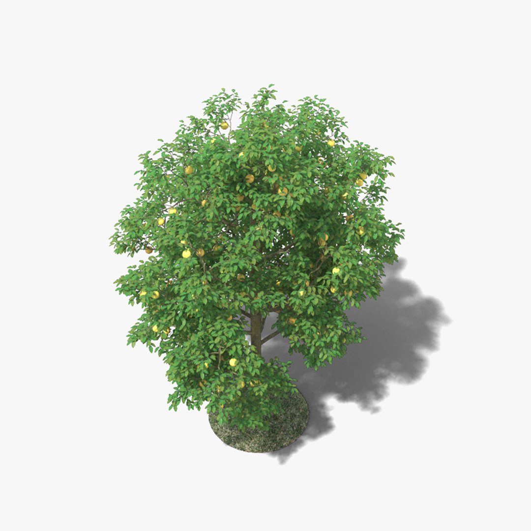 Grapefruit Tree 3D model - TurboSquid 1725027