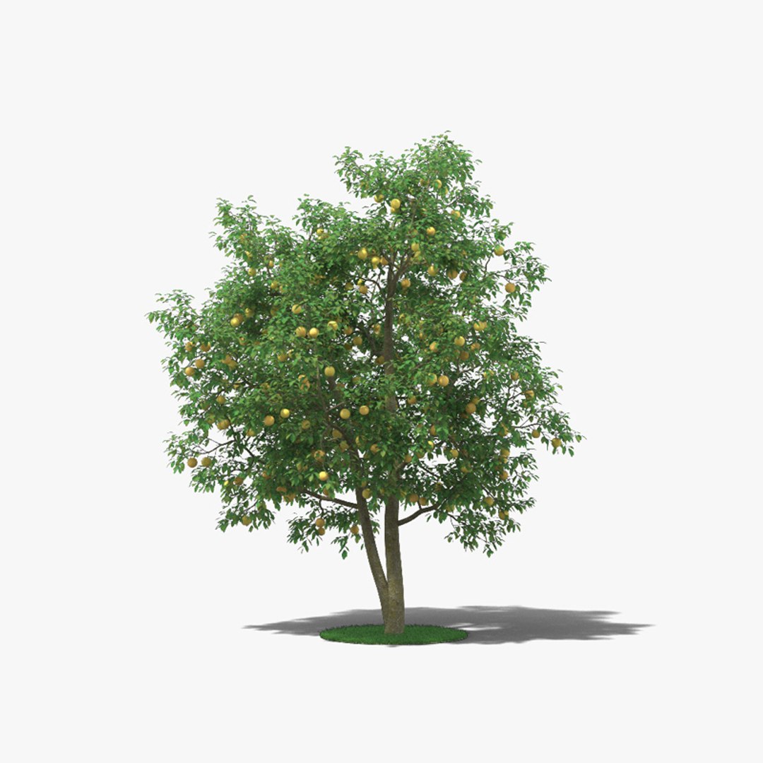 Grapefruit Tree 3D model - TurboSquid 1725027