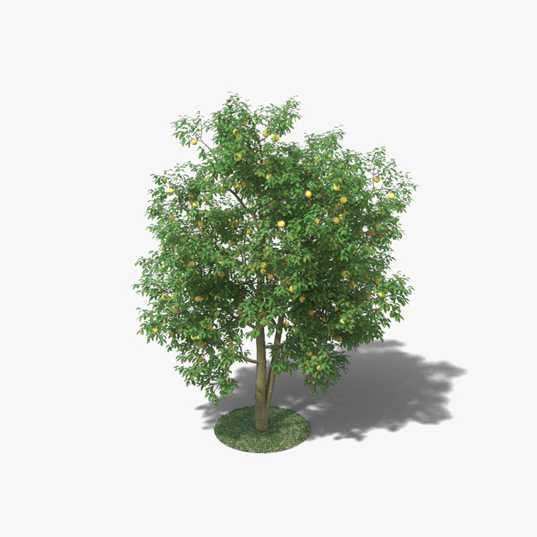 Grapefruit Tree 3D model - TurboSquid 1725027
