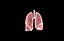 Polmone modello 3d con lobi con precisione medica