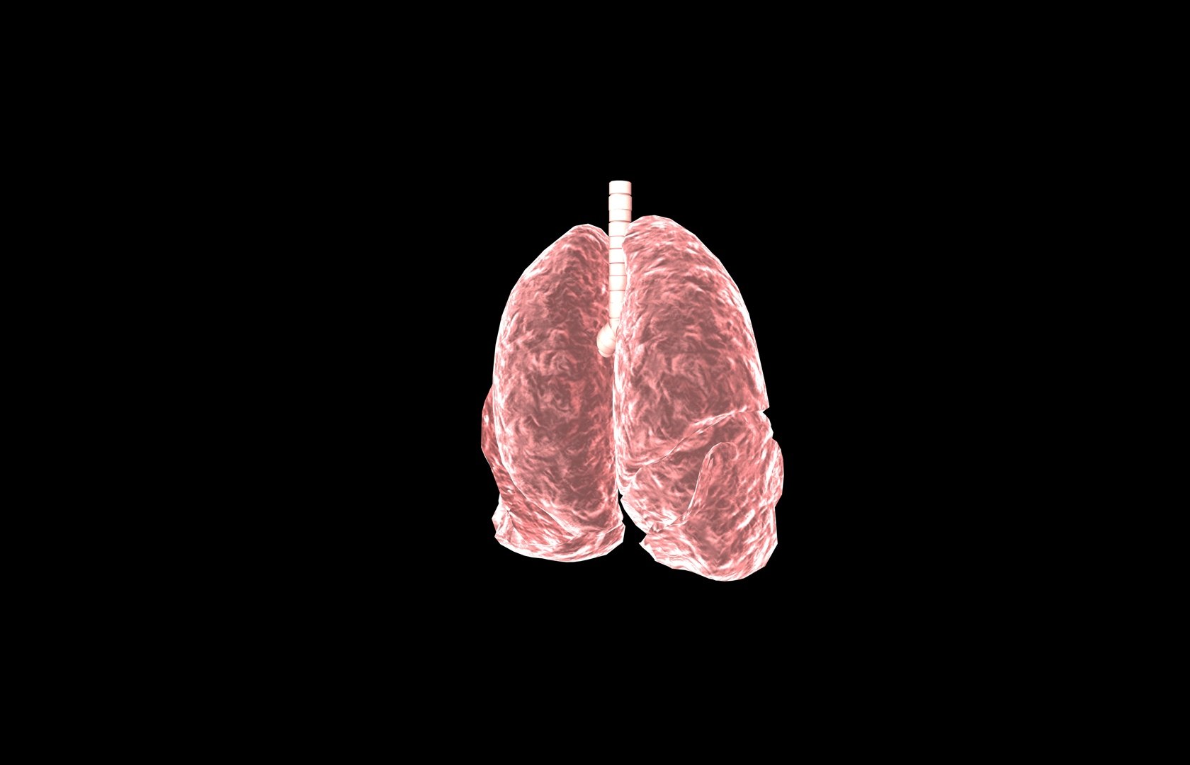 3d model of lung medical https://p.turbosquid.com/ts-thumb/Zf/FR2MTj/3UNOA6YT/lung0033/jpg/1376229595/1920x1080/fit_q87/a7e73bd6e8eddba978e86d2f3ea11f998ad2ac5f/lung0033.jpg