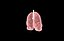 Polmone modello 3d con lobi con precisione medica