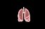 Polmone modello 3d con lobi con precisione medica