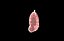Polmone modello 3d con lobi con precisione medica
