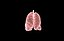 Polmone modello 3d con lobi con precisione medica