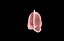 Polmone modello 3d con lobi con precisione medica